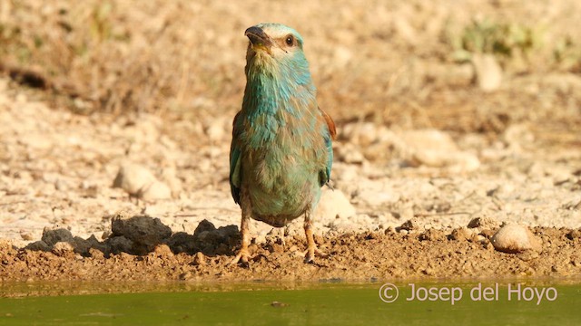 European Roller - ML639407583