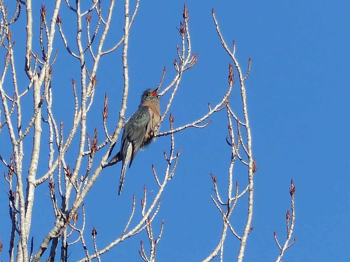 Fan-tailed Cuckoo - ML639407594