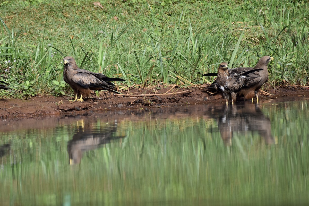 Black Kite - ML639407598