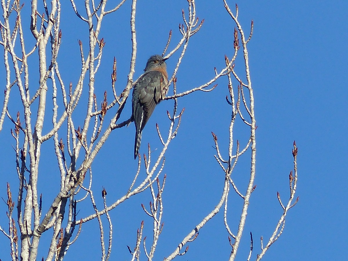 Fan-tailed Cuckoo - ML639407606