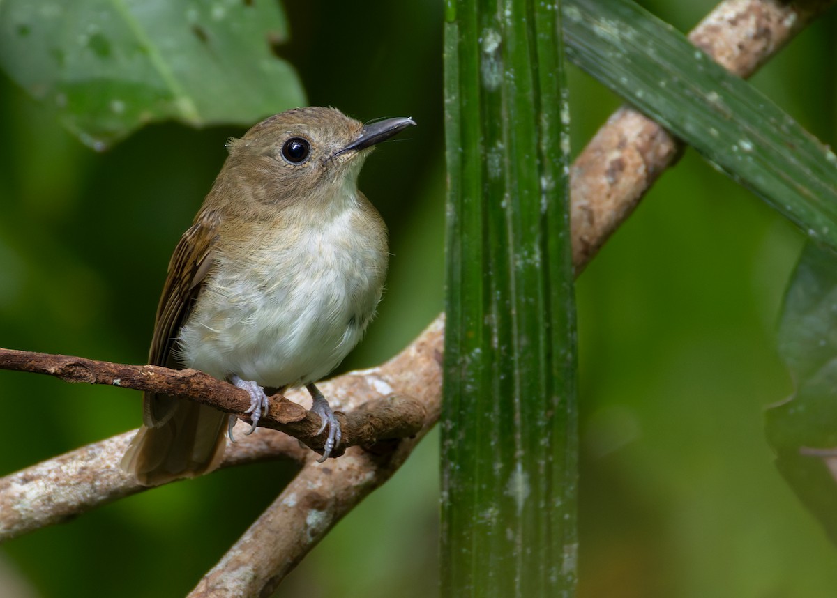 Philippine Jungle Flycatcher - ML639407608