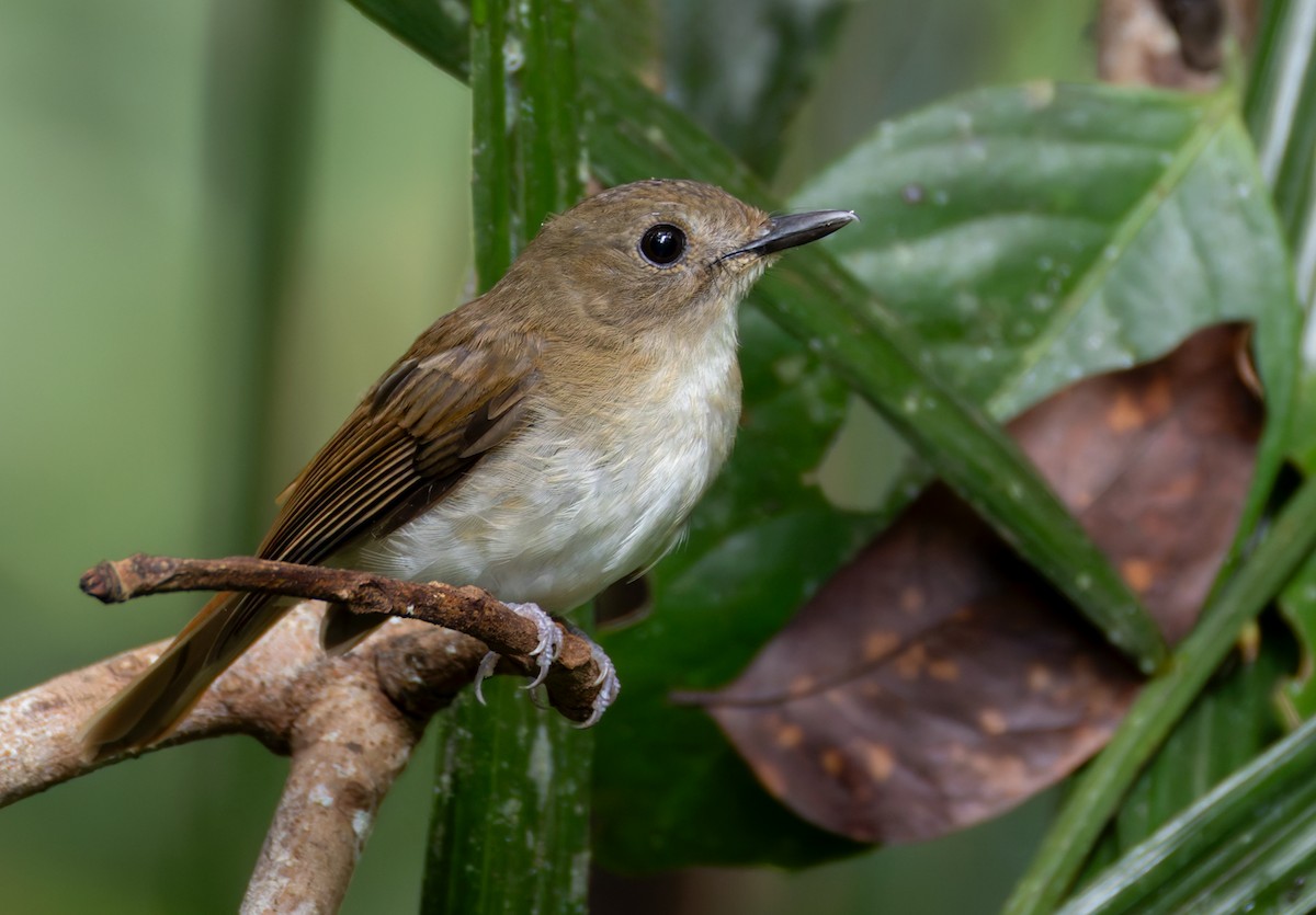 Philippine Jungle Flycatcher - ML639407609