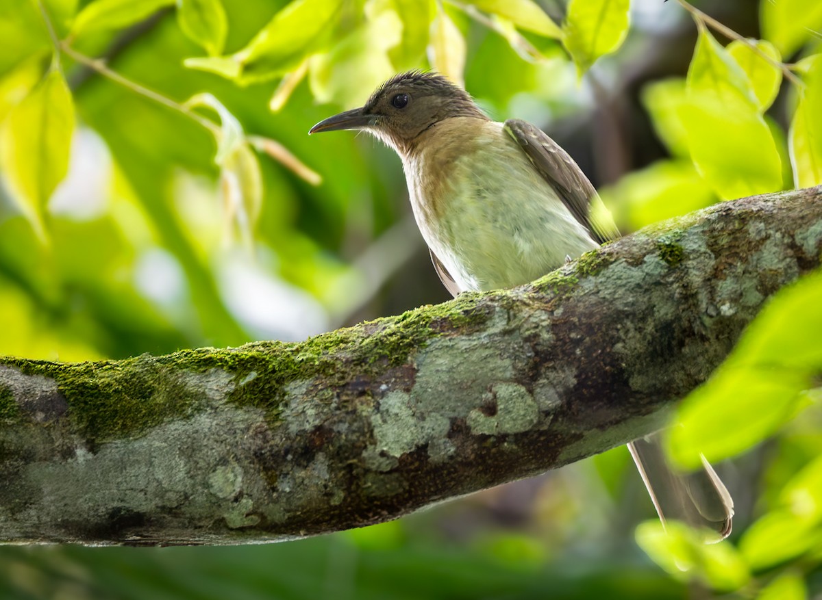 Zamboanga Bulbul - ML639407614
