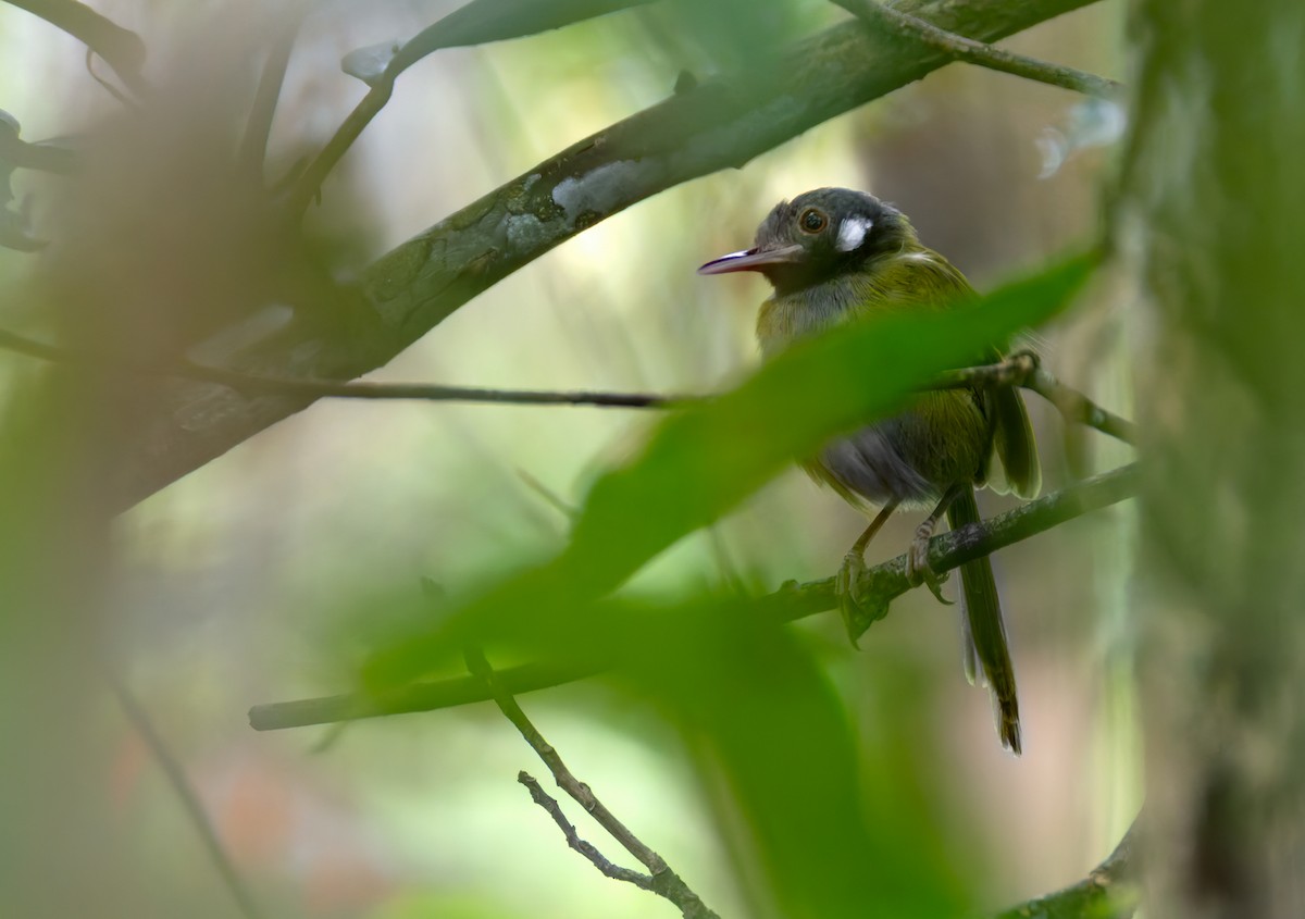 White-eared Tailorbird - ML639407615