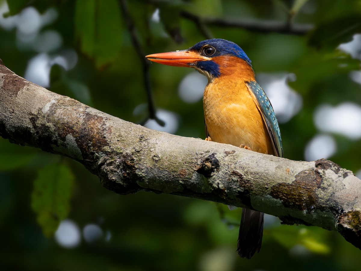 Blue-capped Kingfisher - ML639407646