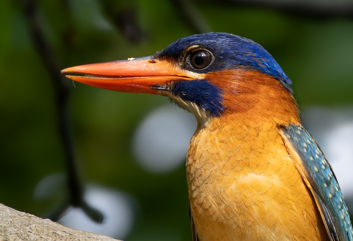 Blue-capped Kingfisher - ML639407647