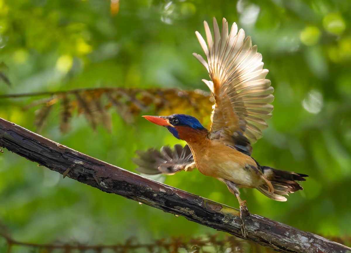 Blue-capped Kingfisher - ML639407648