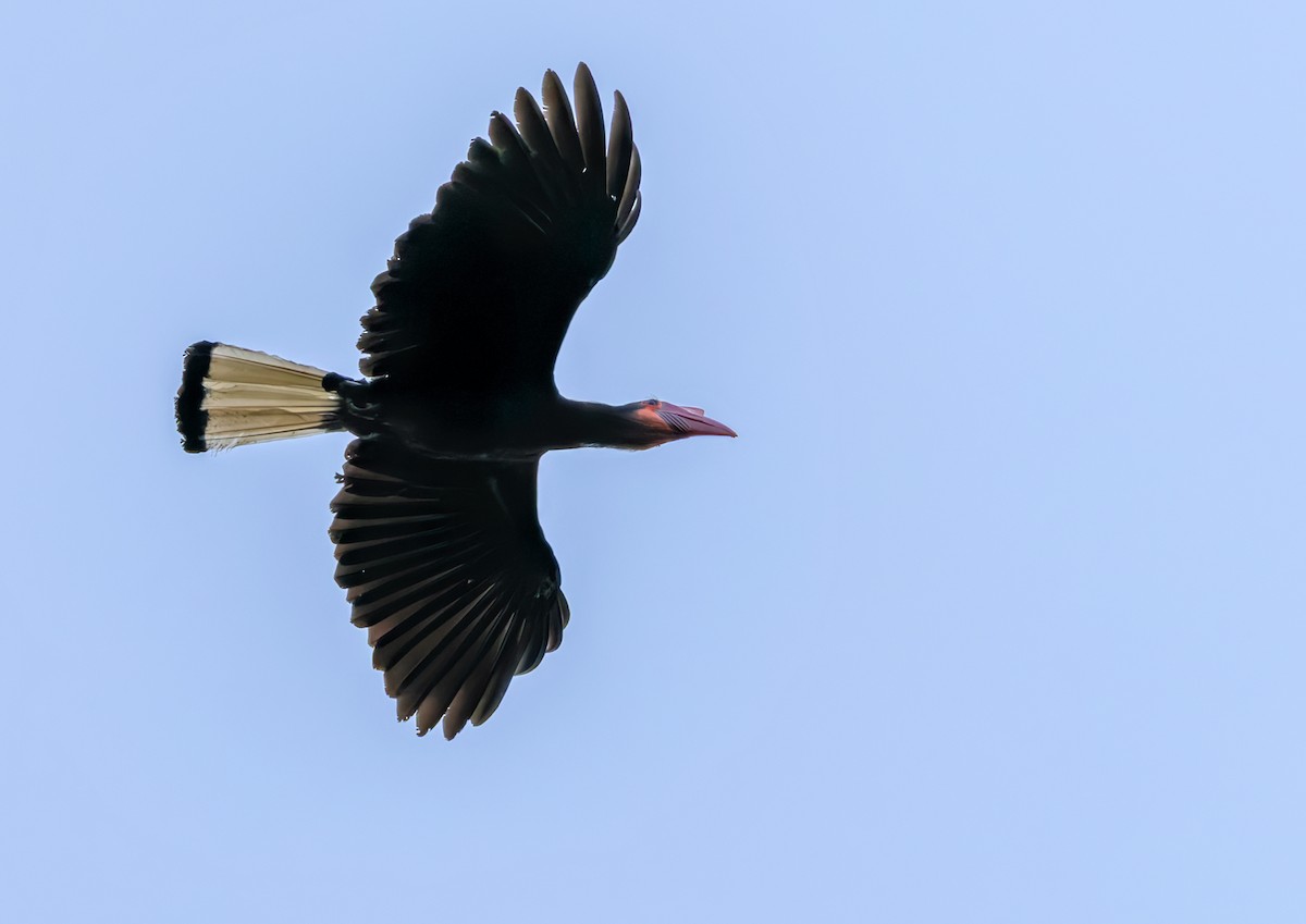 Writhed Hornbill - ML639407654