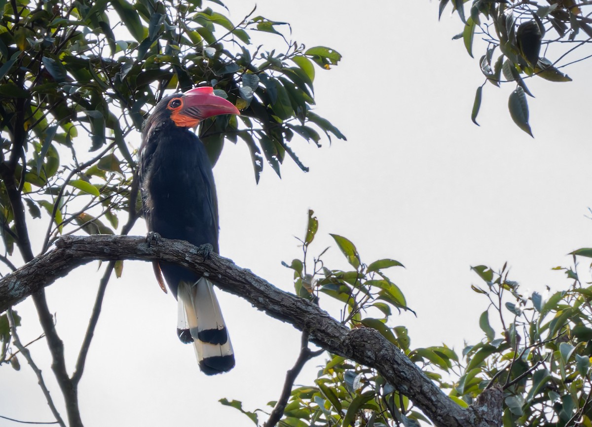 Writhed Hornbill - ML639407655