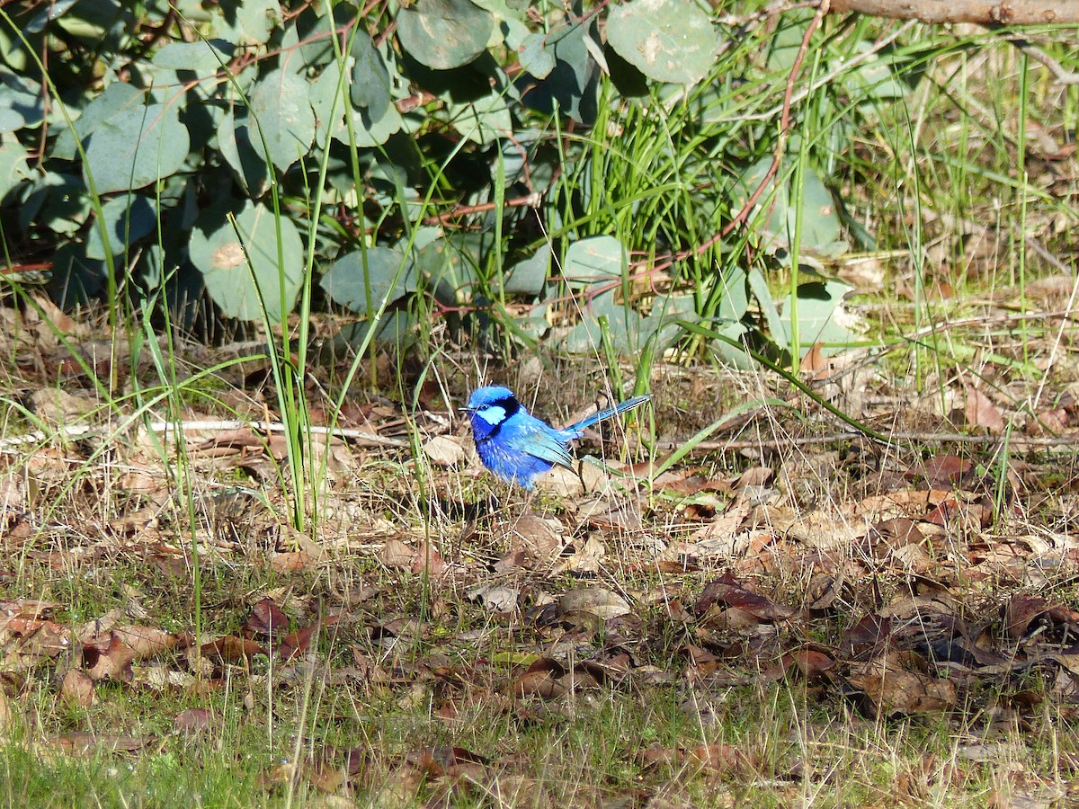 Splendid Fairywren - ML639407656