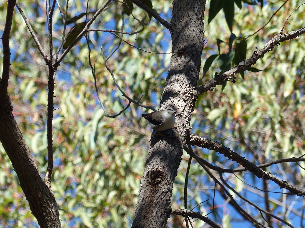 Varied Sittella (Black-capped) - ML639407672