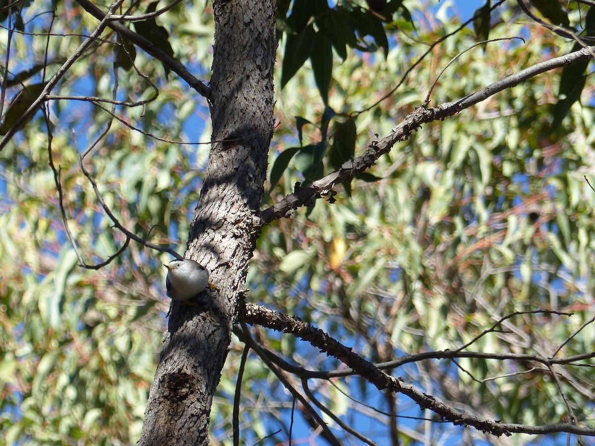 Varied Sittella (Black-capped) - ML639407673