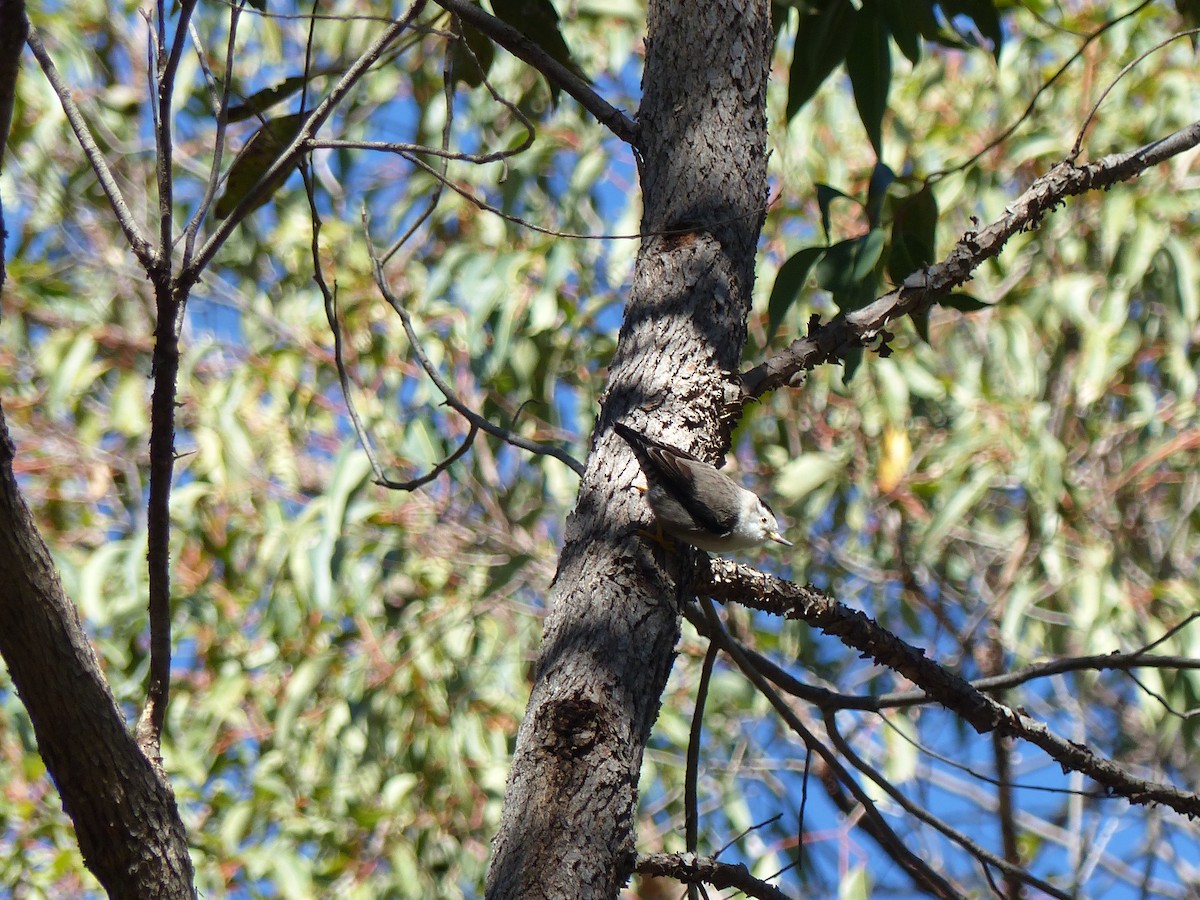 Varied Sittella (Black-capped) - ML639407674