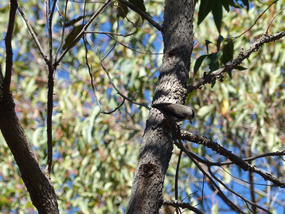 Varied Sittella (Black-capped) - ML639407675