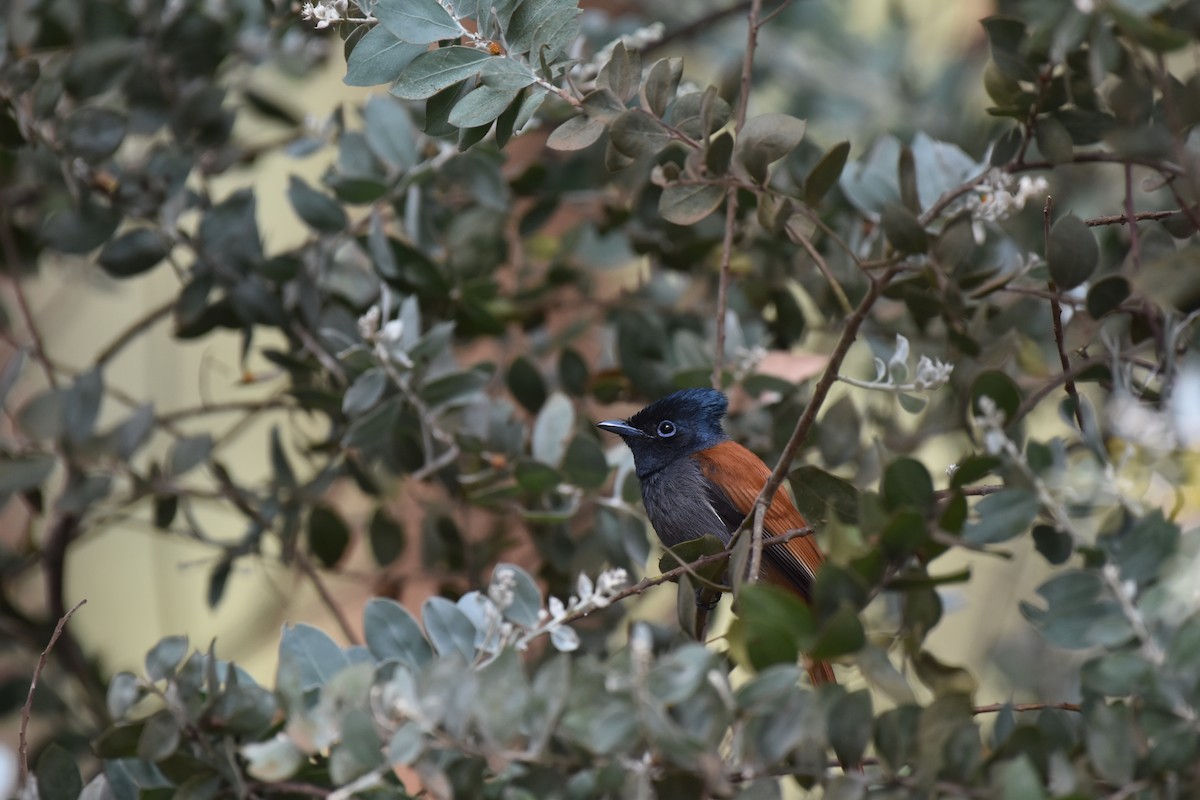 African Paradise-Flycatcher - ML639407678