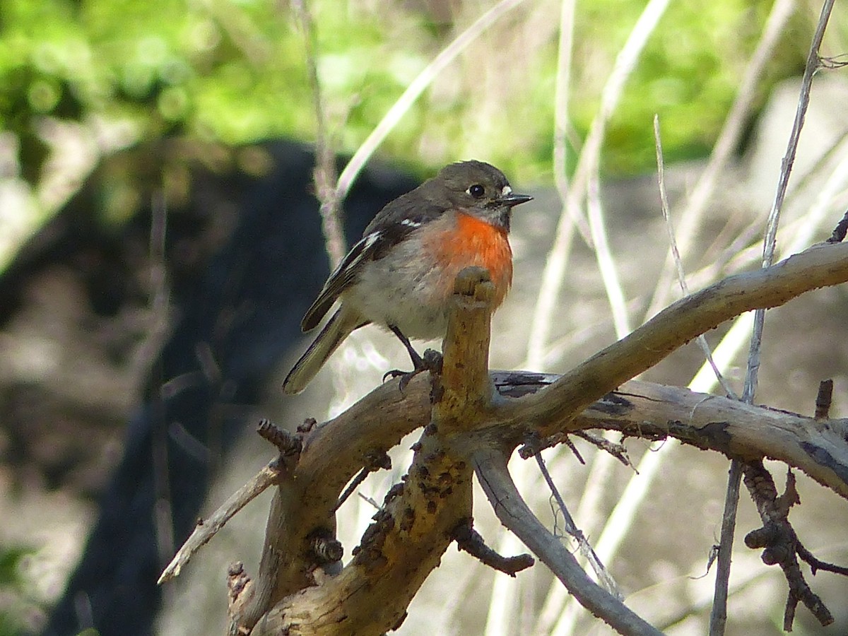 Scarlet Robin - ML639407701