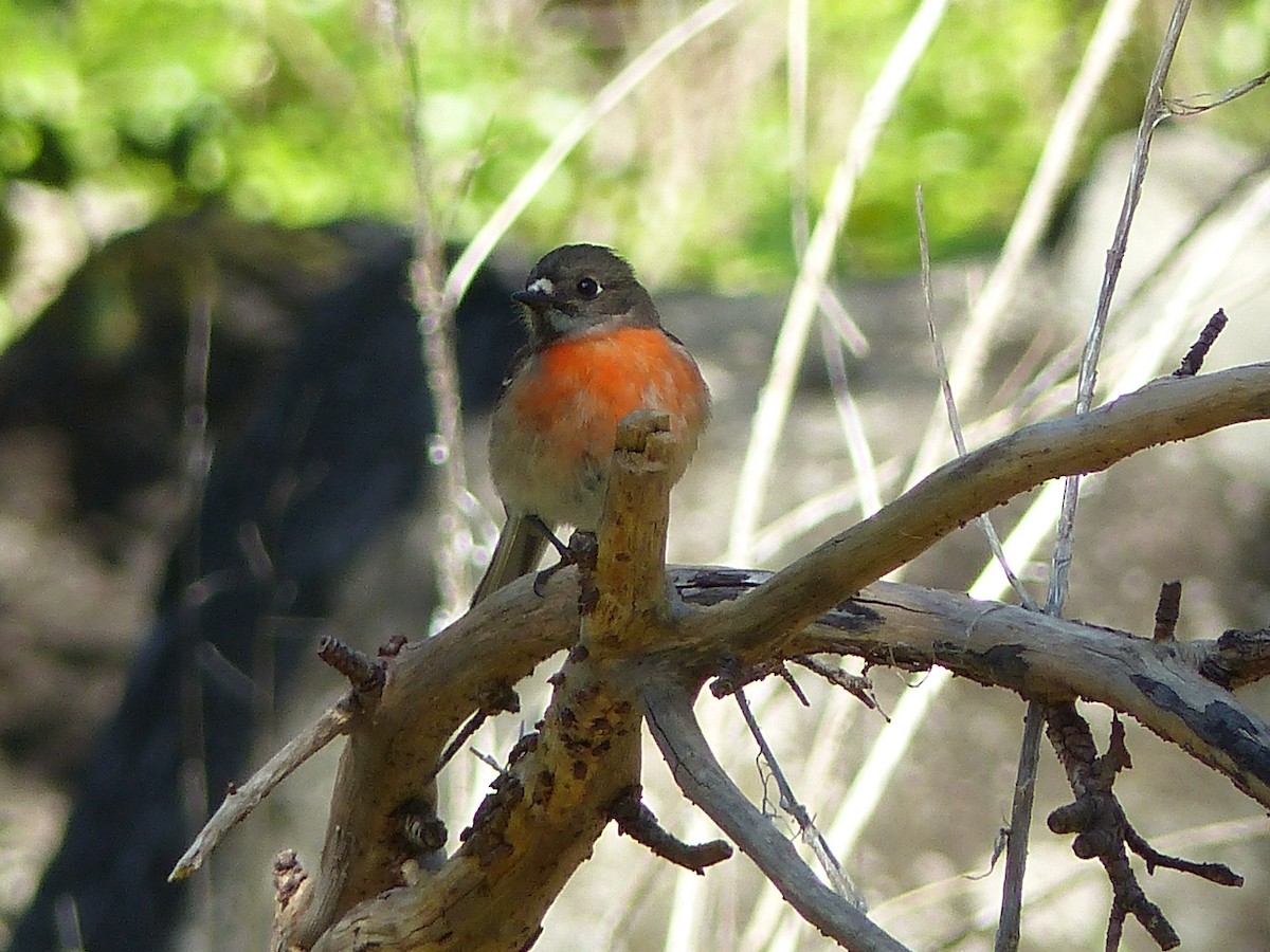 Scarlet Robin - ML639407704