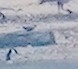 bird sp. - ML639407716