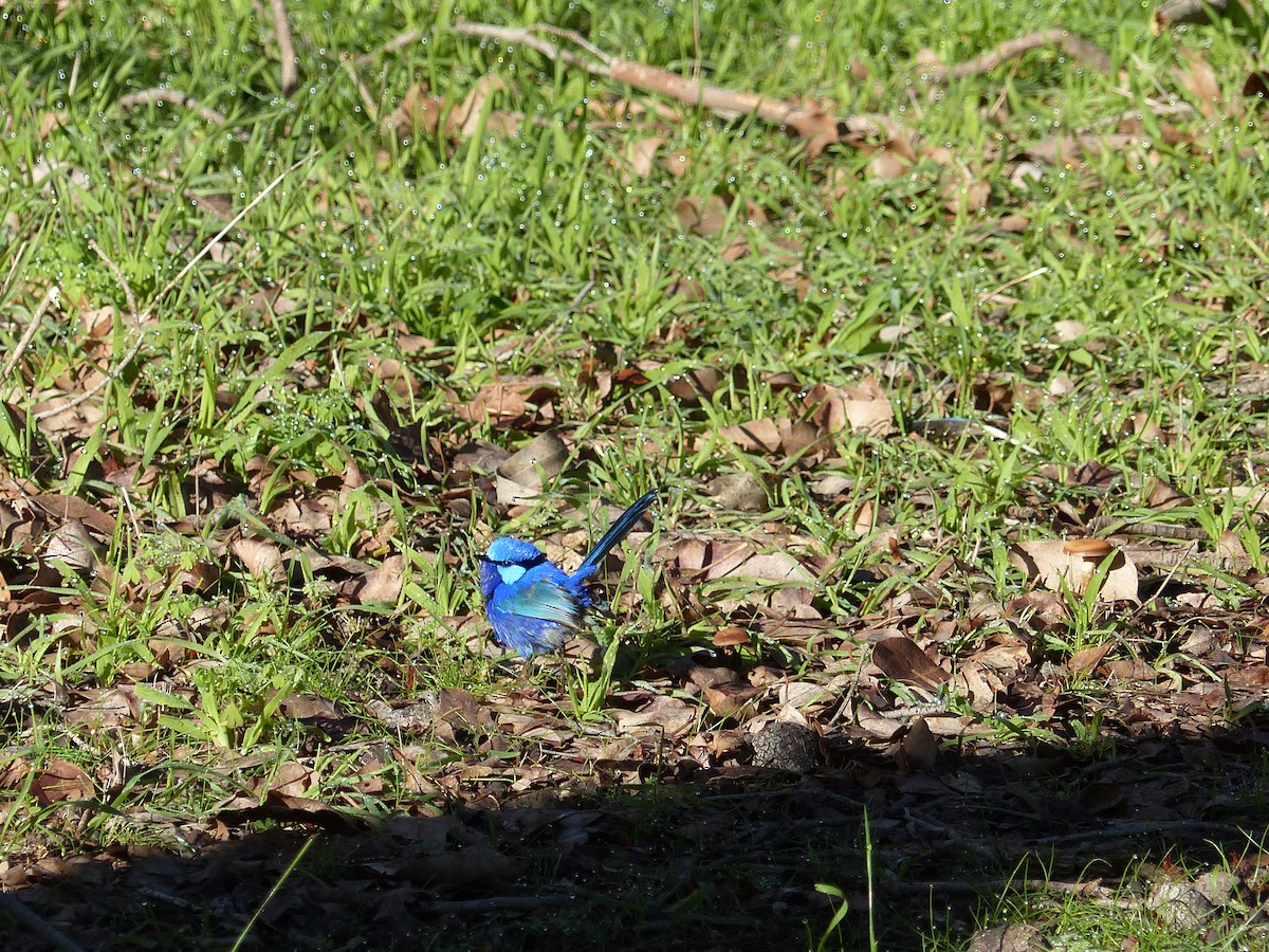 Splendid Fairywren - ML639407736