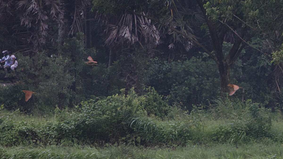 Cinnamon Bittern - ML639407744