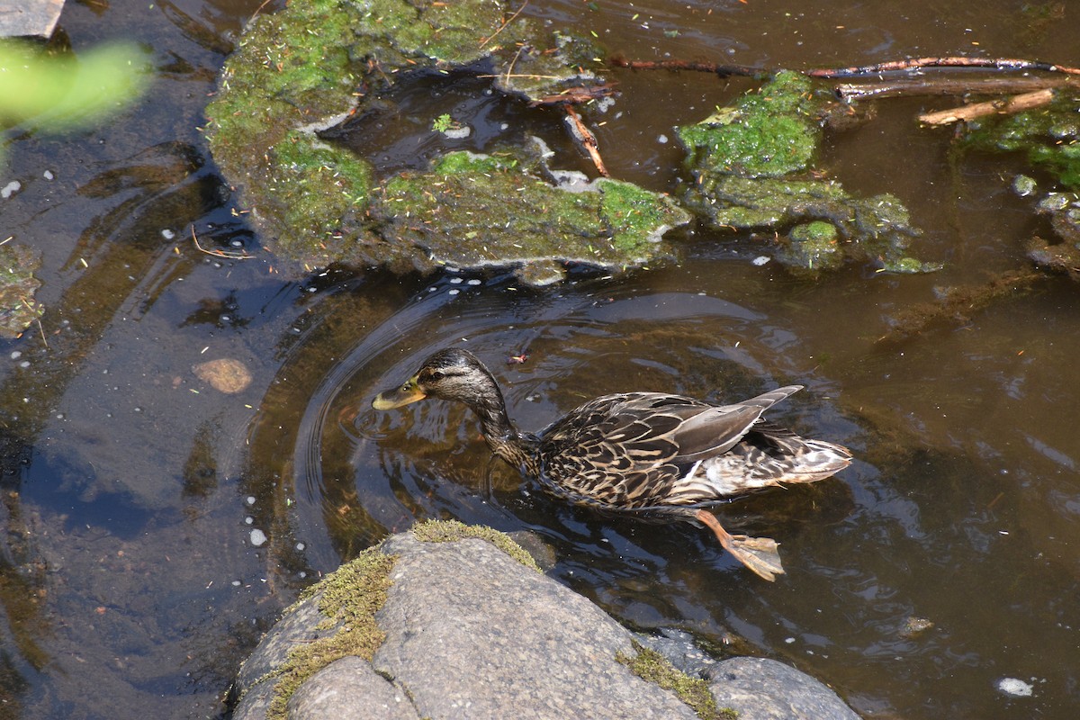 Canard colvert - ML639407779