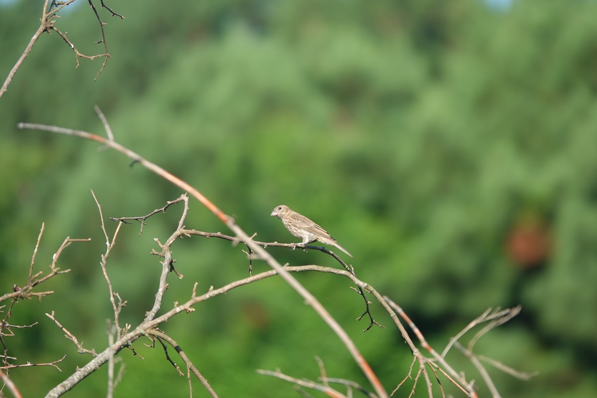 Ev Çütresi - ML639407791