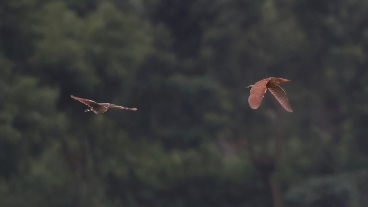 Cinnamon Bittern - ML639407822