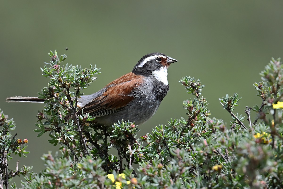 Tibetan Bunting - ML639407870