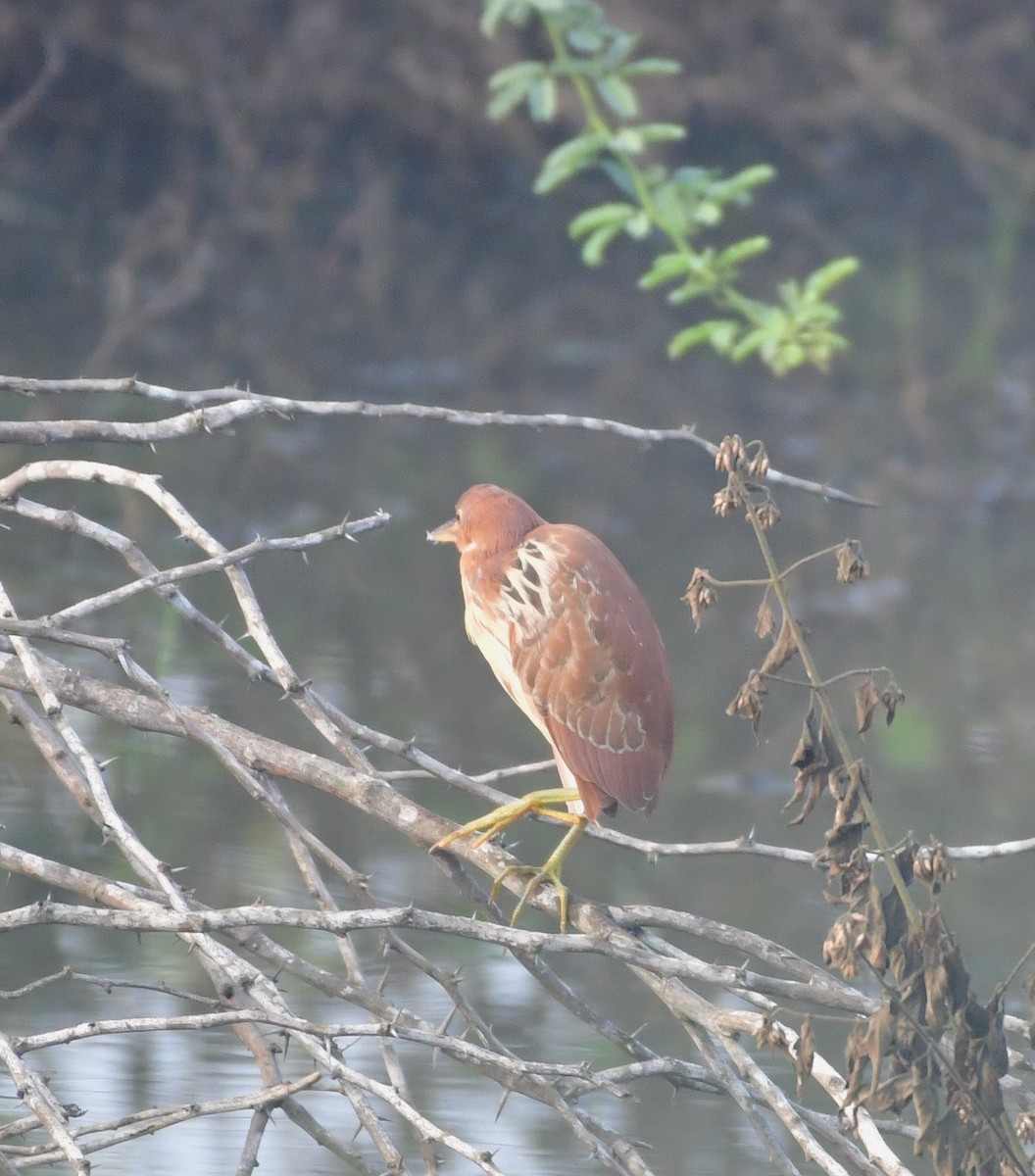 Cinnamon Bittern - ML639407890