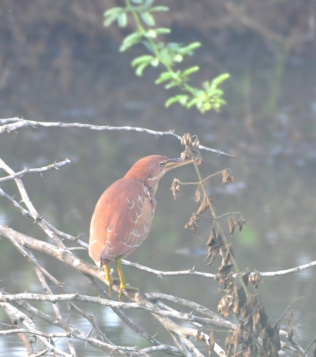 Cinnamon Bittern - ML639407891