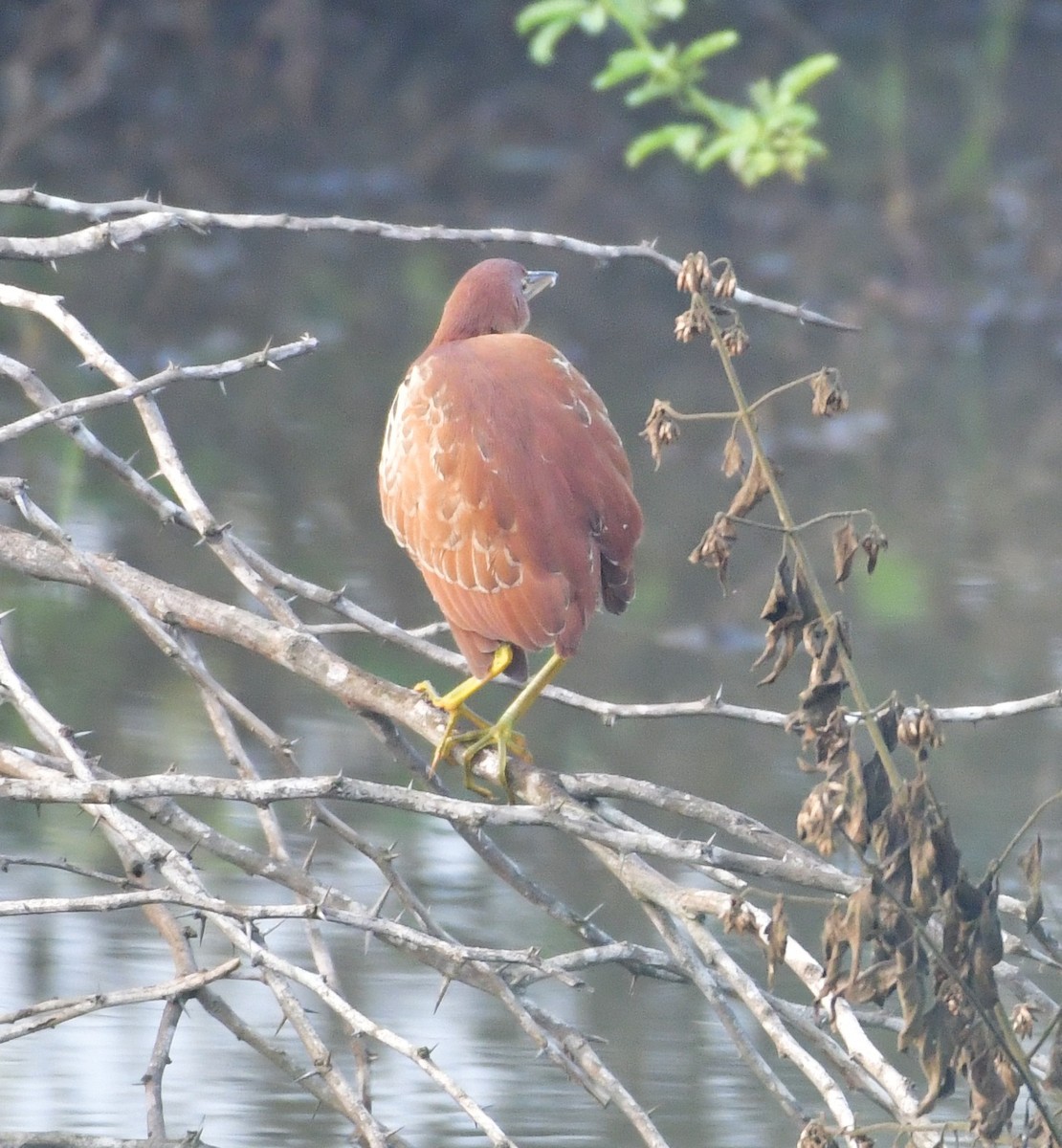 Cinnamon Bittern - ML639407892