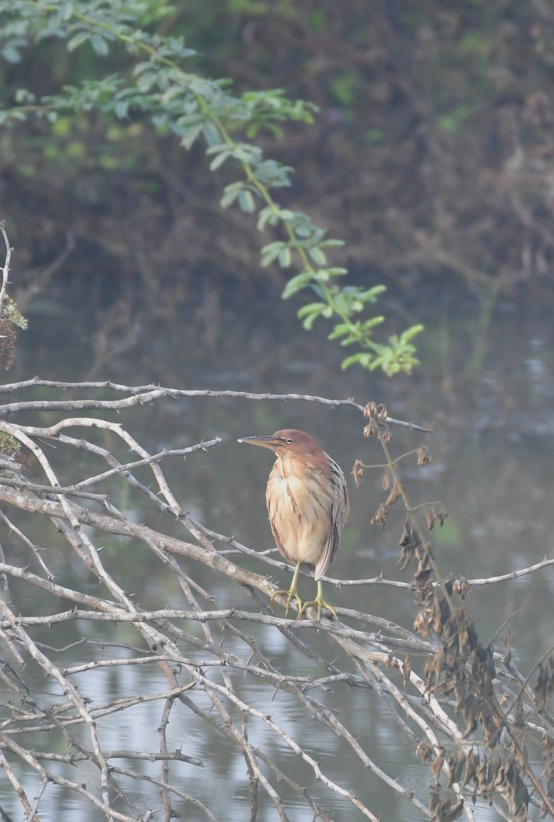 Cinnamon Bittern - ML639407893