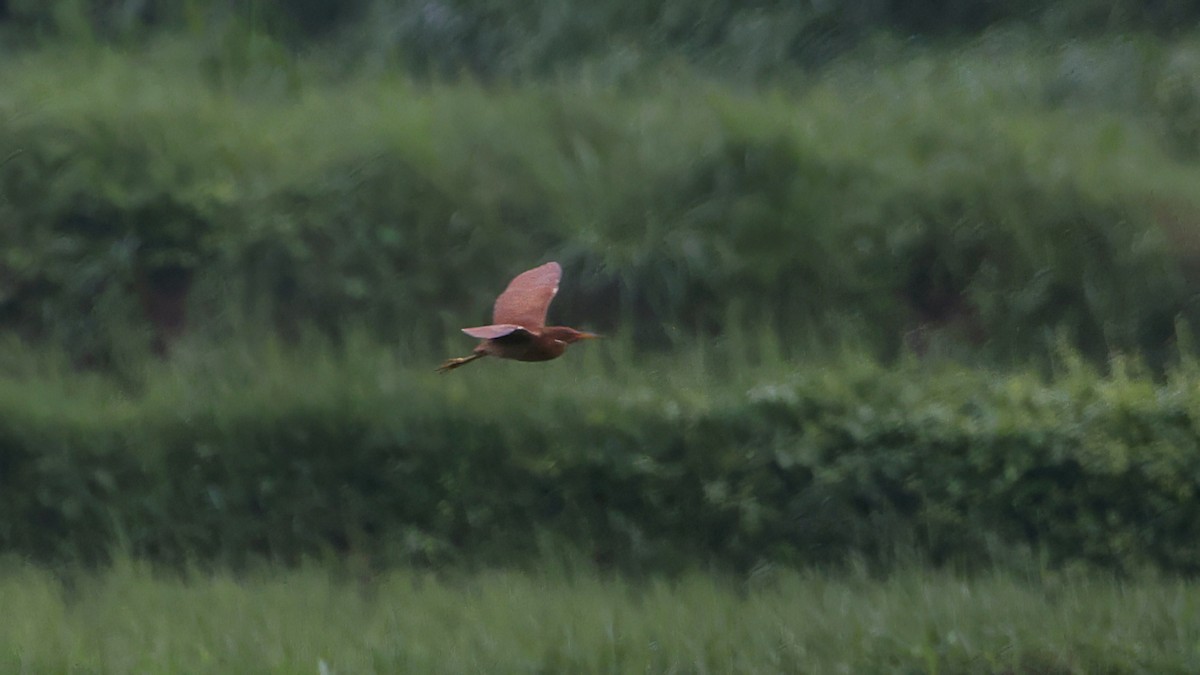 Cinnamon Bittern - ML639407961