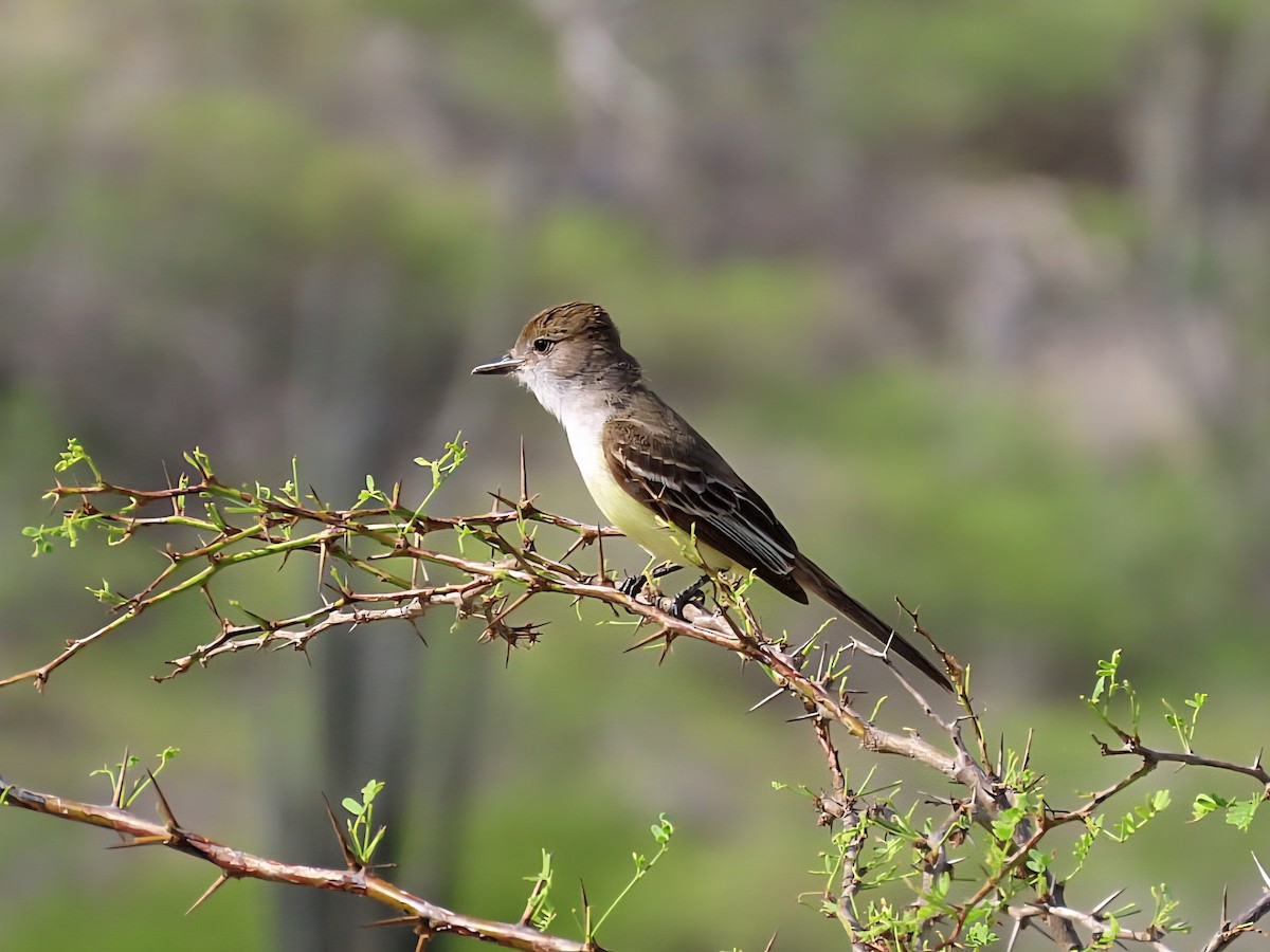 Brown-crested Flycatcher - ML639408021