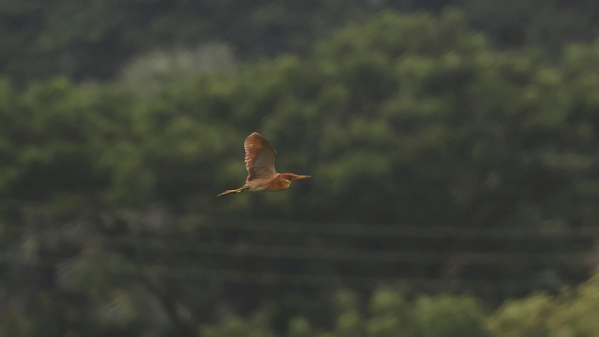 Cinnamon Bittern - ML639408033
