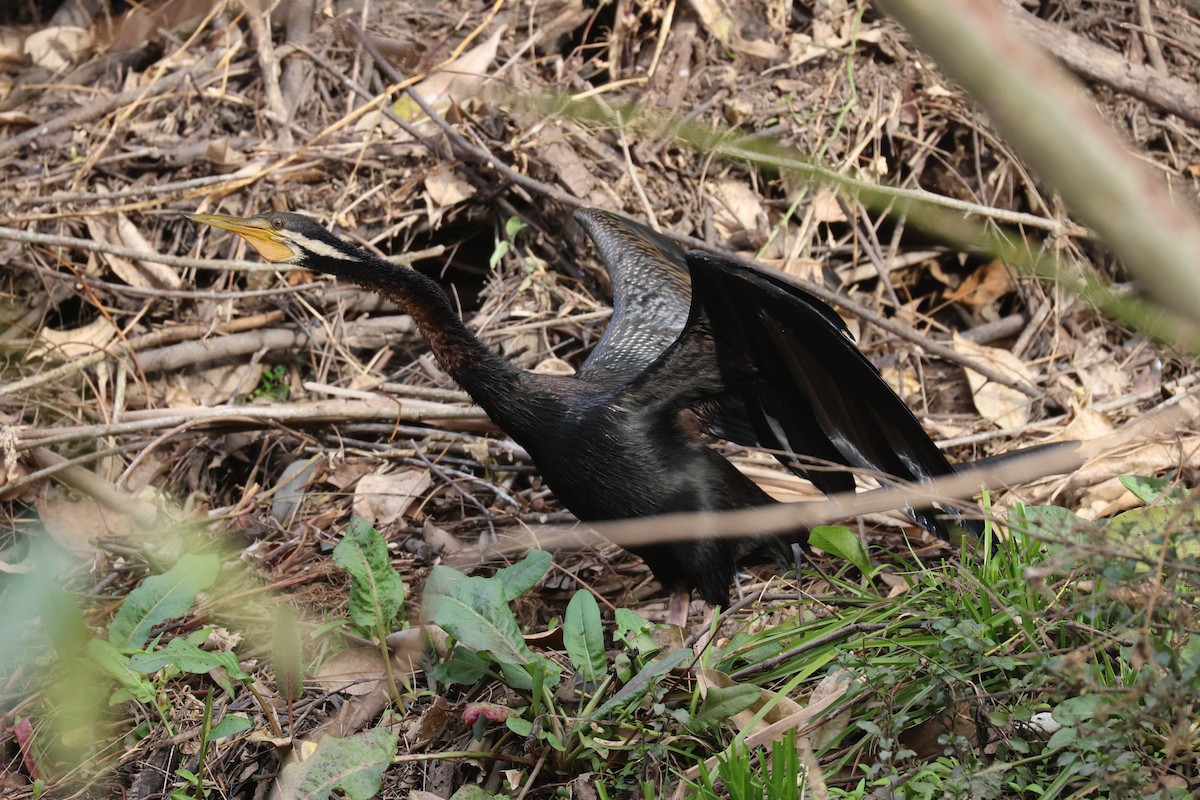 Australasian Darter - ML639408034