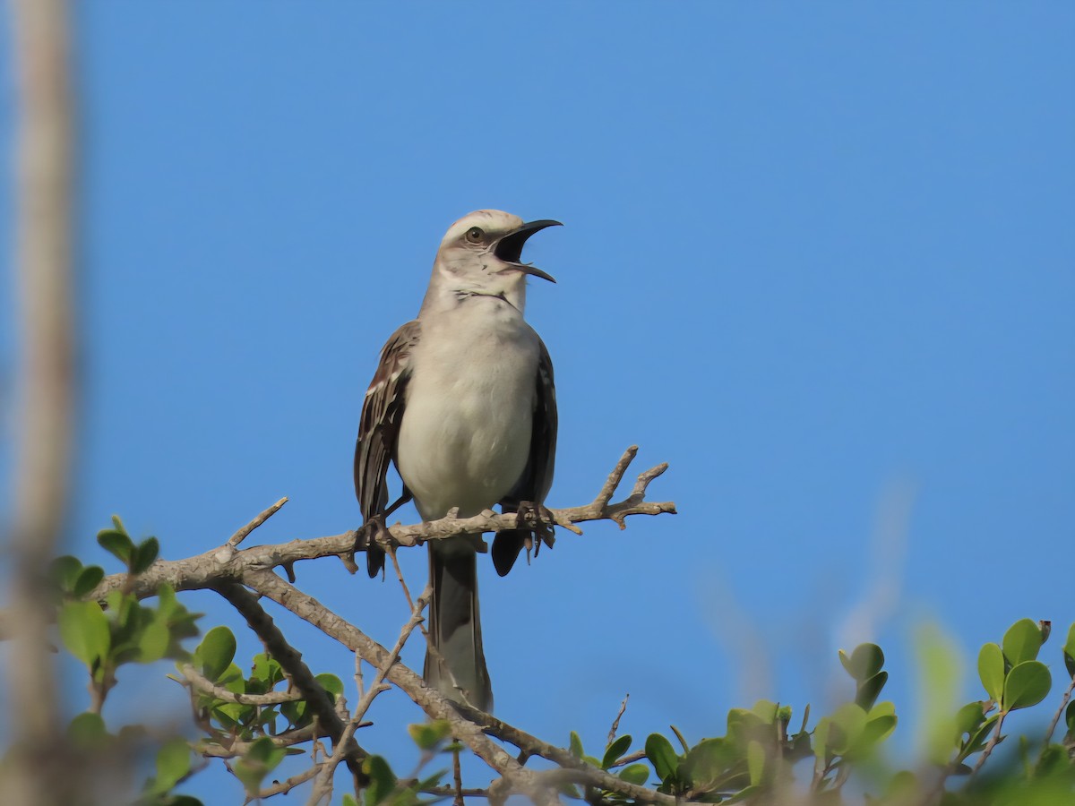 Tropical Mockingbird - ML639408036
