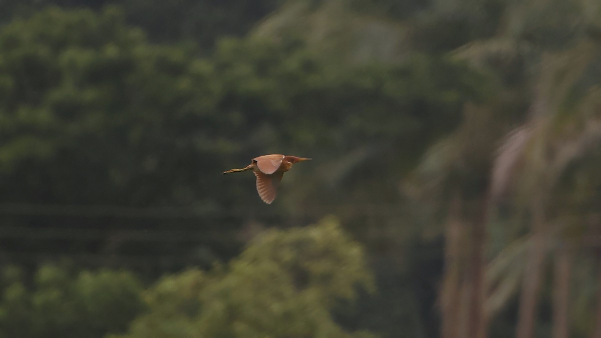 Cinnamon Bittern - ML639408038