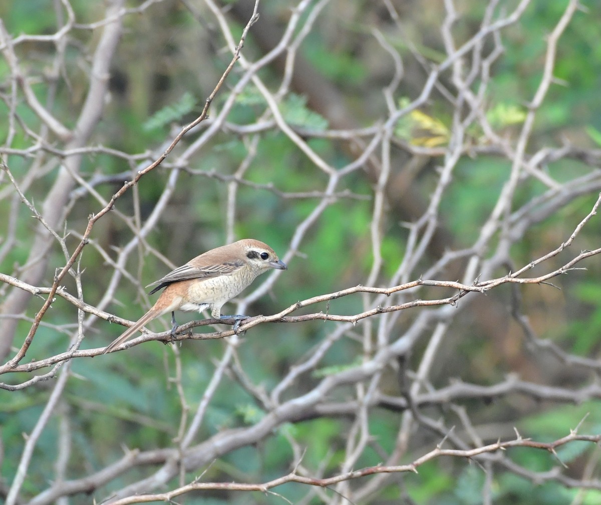 Brown Shrike - ML639408039
