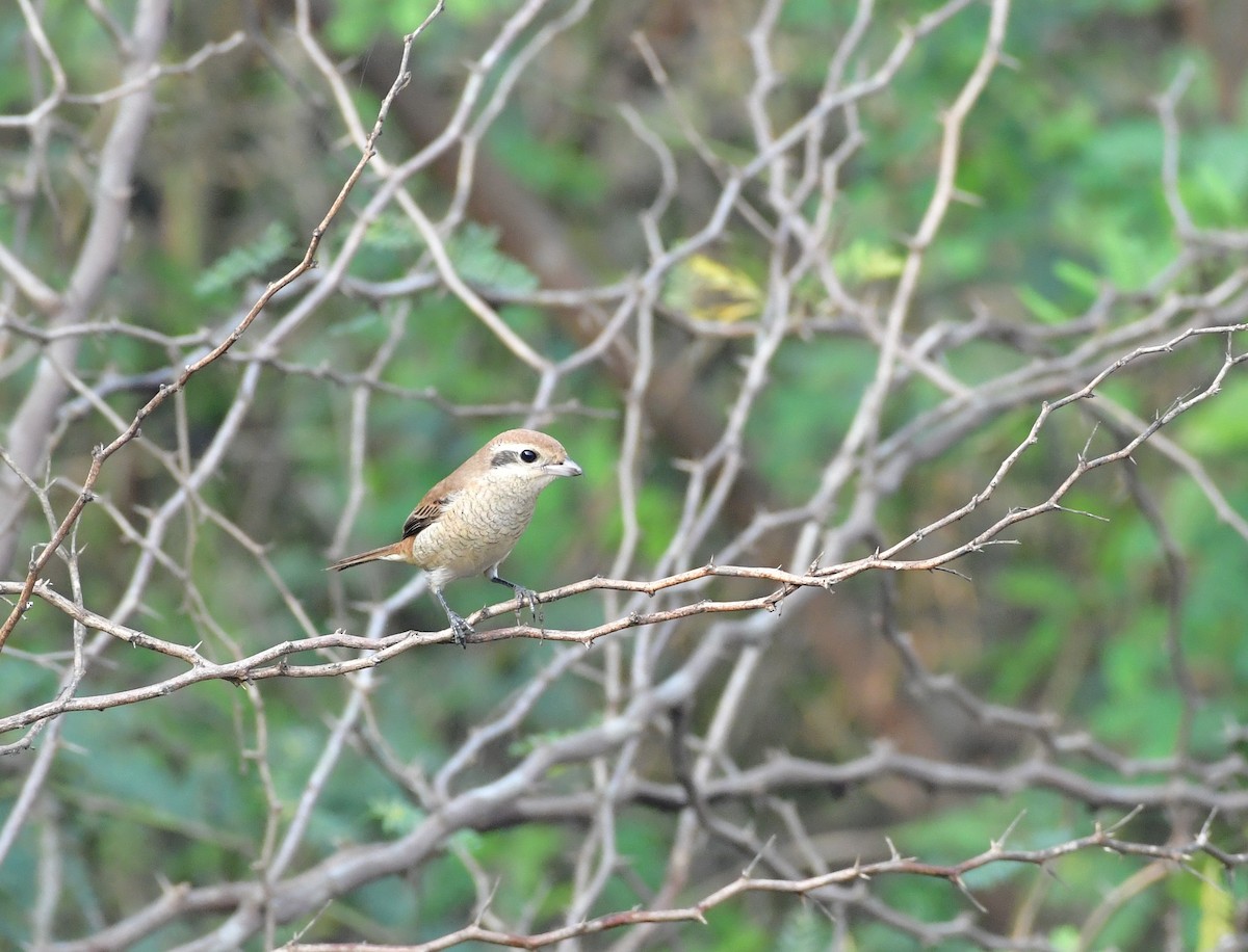 Brown Shrike - ML639408040