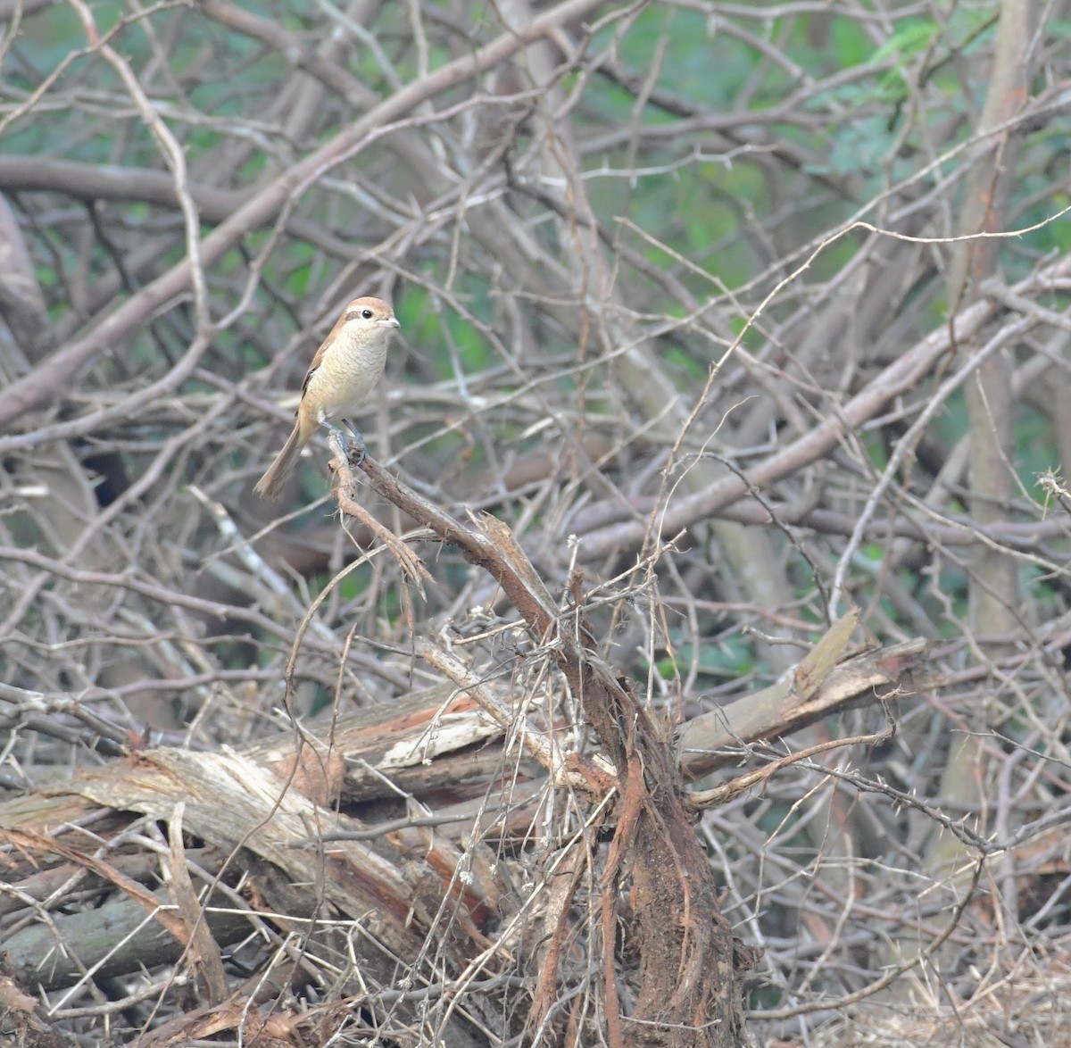Brown Shrike - ML639408042