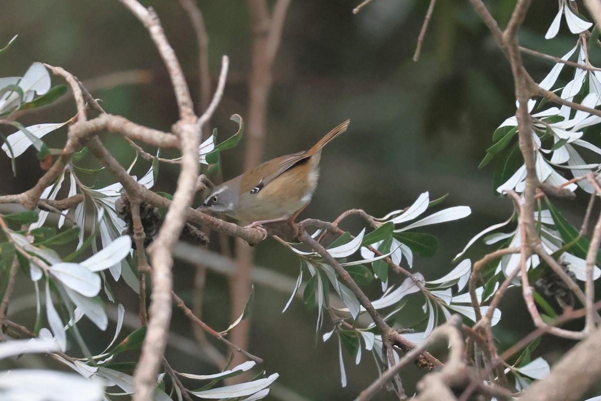 White-browed Scrubwren - ML639408043