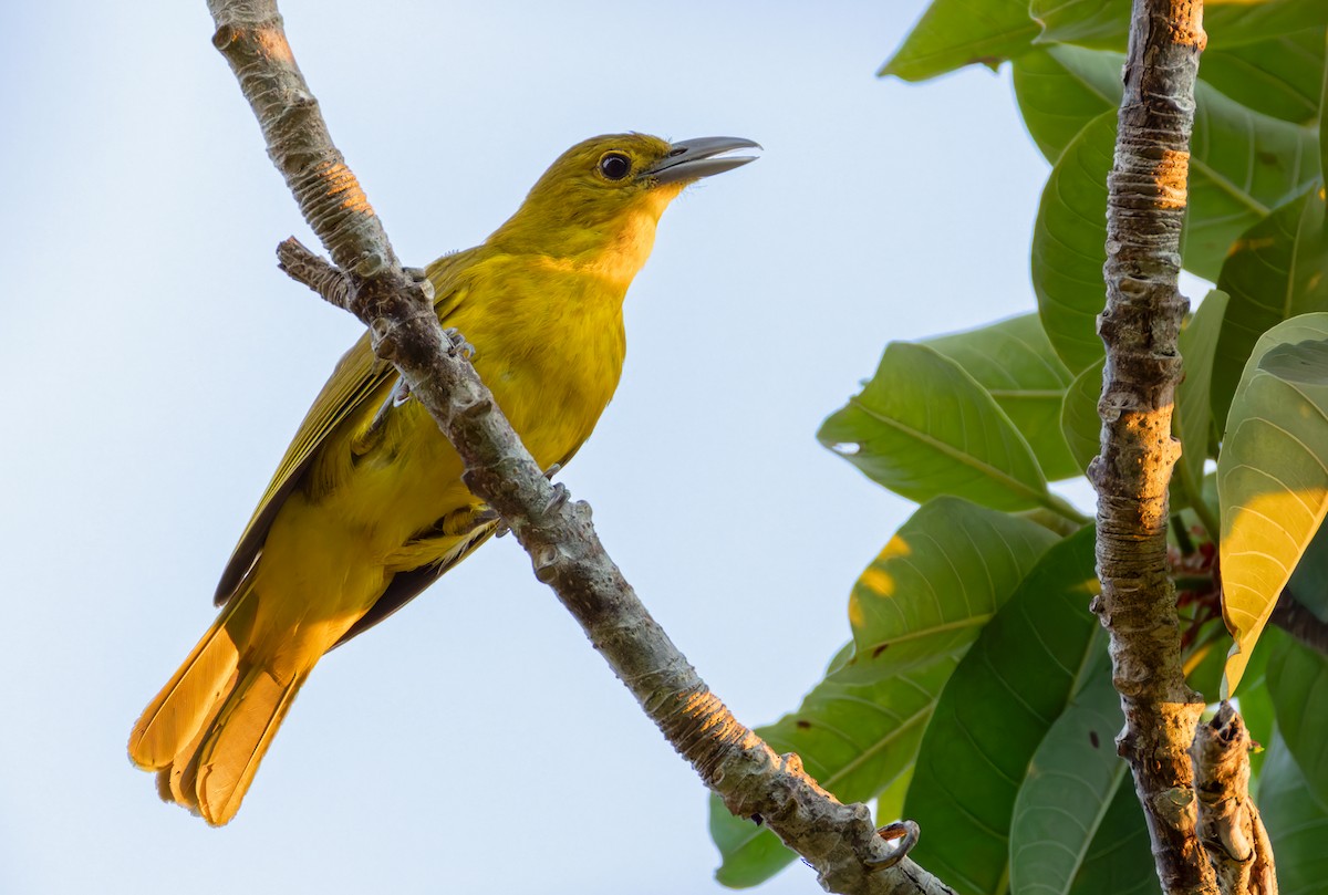 Isabela Oriole - ML639408049