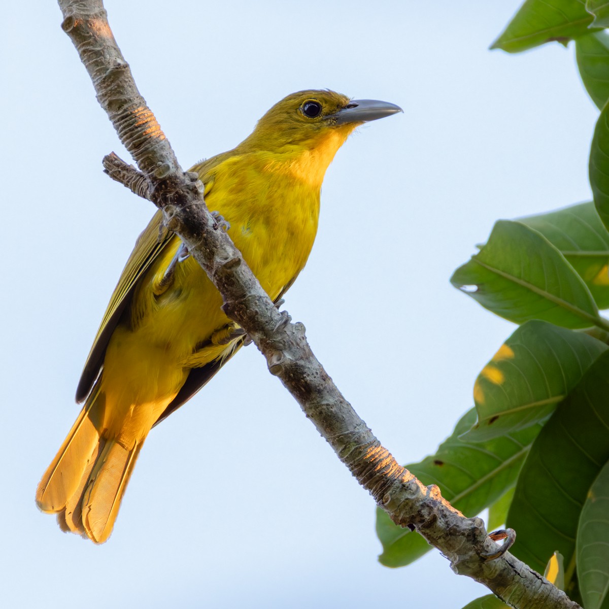 Isabela Oriole - ML639408050