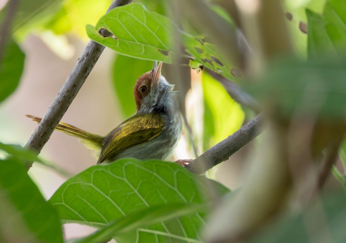 Green-backed Tailorbird - ML639408063