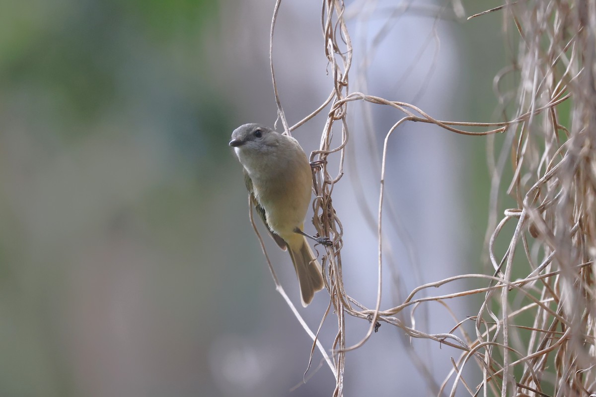Golden Whistler - ML639408067