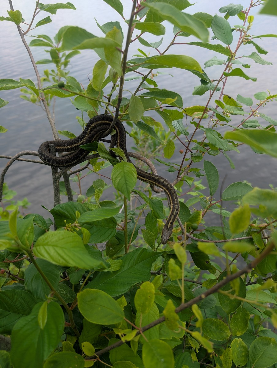 Animals - ML639408204