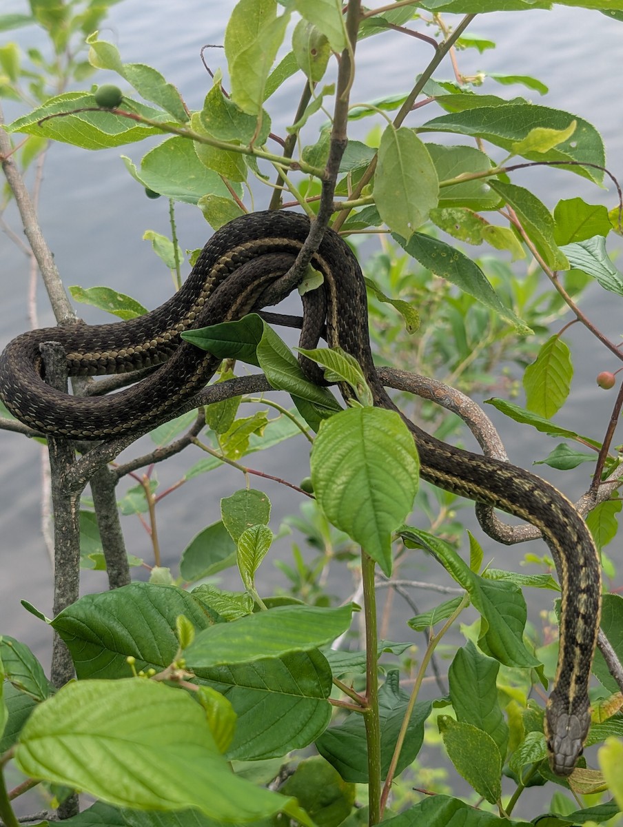 Common Garter Snake - ML639408251