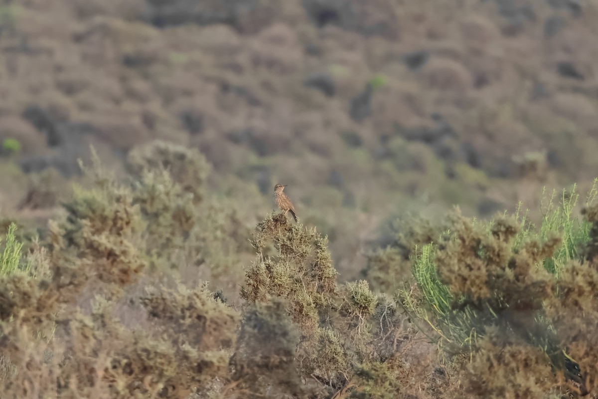 Karoo Long-billed Lark (Karoo) - ML639408252