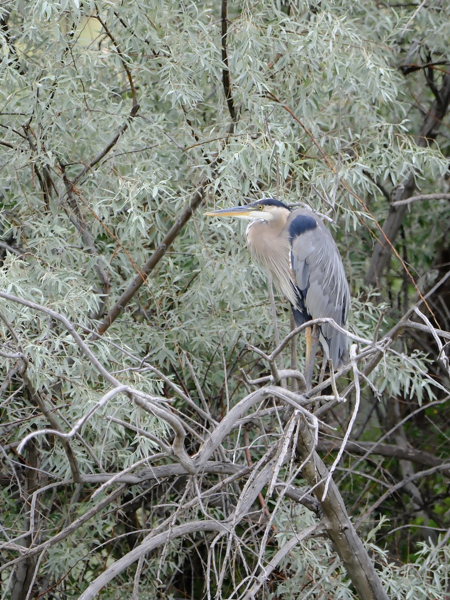 Great Blue Heron - ML639408286